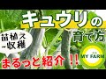 キュウリの育て方 植え付けから摘芯・収穫までまるっと紹介！│初心者向け野菜作りムービー