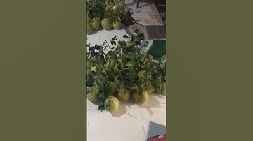 Câu chuyện về bưởi ruby thái-0919705120 #pomelo #fruit #caygiong #anhbabuoi