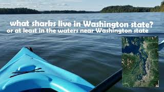 sharks of Washington state