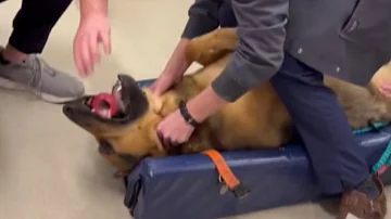 Veterinarian Saves Choking German Shepherd