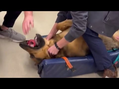 Video: Bývalý ovčiak-pasúce sa pes uniká smrti a dostane novú prácu ako veterinárna sestra
