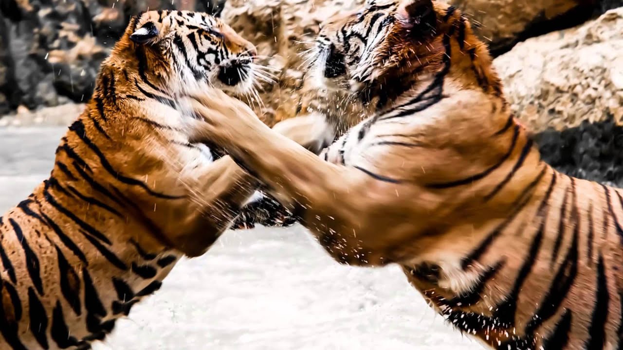 Talent is Never Enough Documentary