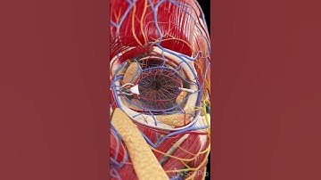 👁️ Unveiling the Nerves and Blood Vessels of the Eye 👁️