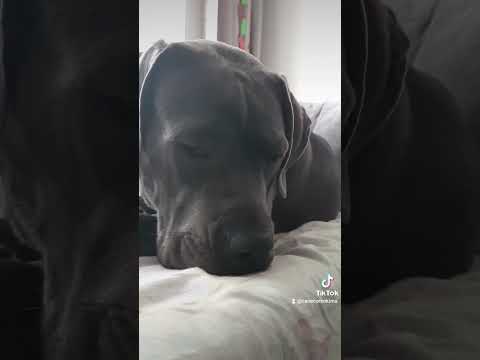 Мысли собаки 🤣