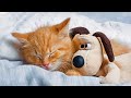 No ads magic music to calm cats music  music for cat relaxation and restful sleep