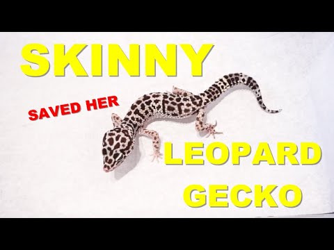 Βίντεο: Υπερβολική απώλεια βάρους σε Geckos - Skinny Tail σε σαύρες