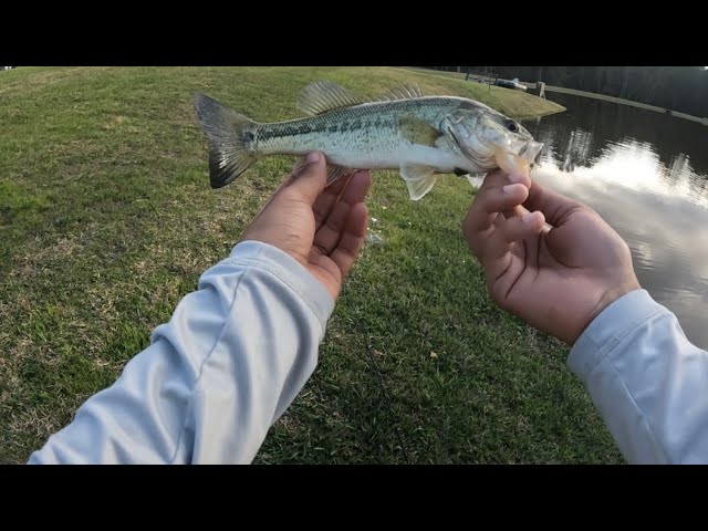 Enjoying the morning doing some Largemouth Bass fishing. 