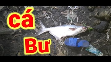 CÂU CÁ TRA BAN ĐÊM DÍNH ĐƯƠC CÁ BƯ QUÁ ĐÃ