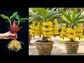 How to Grow Bananas at Home Super Fast