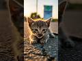 Kitten Hit by Car Rescued Just in Time Emotional rescue#cat #animals #shorts