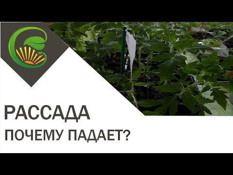 Почему рассада падает и что делать