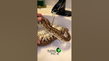 Ball python #eggs in the incubator! #molinarosnakelab #ballpythoneggs #royalpythoneggs #python #eke