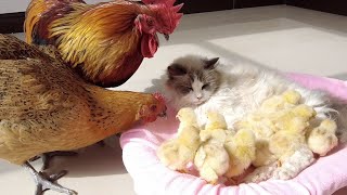 Mommy chicken is surprised that the cat is babysitting her baby chickens. Cat adopted baby chickens.