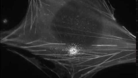 CellSurgeon Cutting Of Actin Filaments