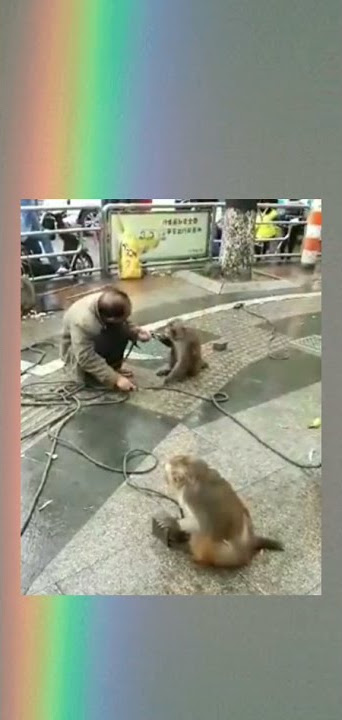 Tiktok viral seekor monyet hampir memotong majikannya