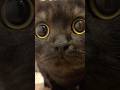 慌てん坊のきゅるるん黒猫…#shorts