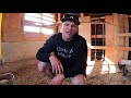 Our chickens finally moved out! Rotty Ranch Vlogs #003