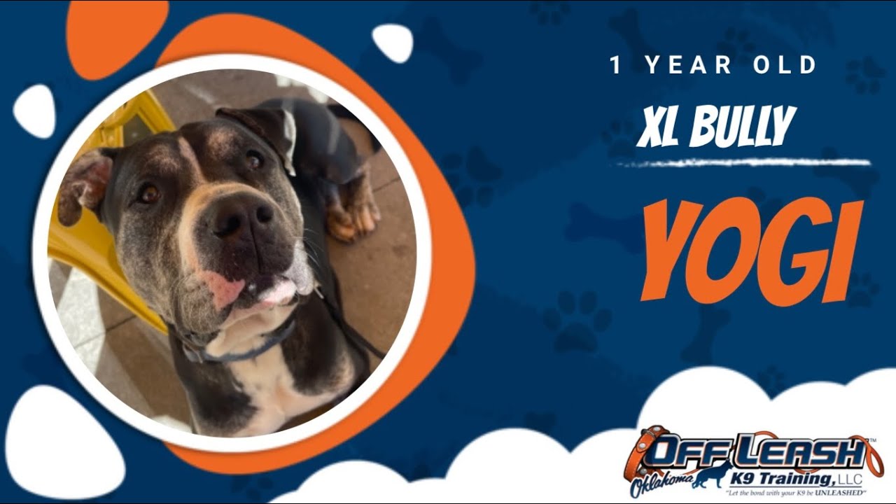 1 Year Old XL Bully | Best Bully Training | Off Leash K9 | Board ...