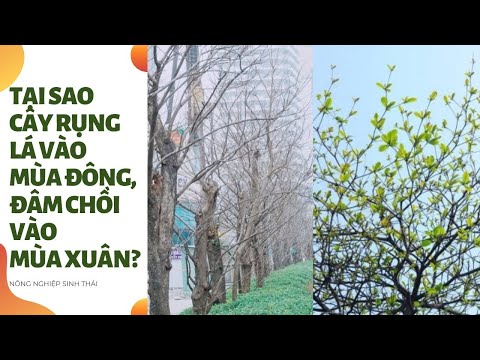 Video: Làm thế nào để rụng lá vào mùa thu giúp cây tồn tại?