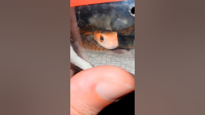 Unboxing Deadly Taipan #snake #venomous #mostvenomoussnake