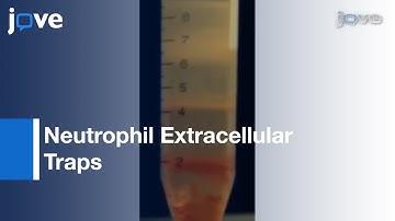 Neutrophil Extracellular Traps: Generating & Visualizing l Protocol Preview