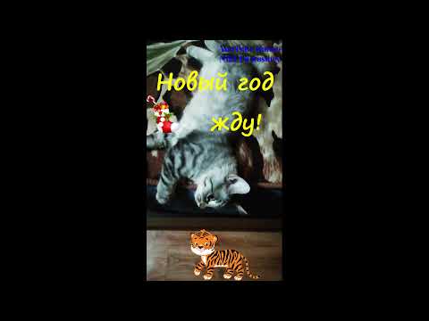 ПРИКОЛЬНОЕ ПОЗДРАВЛЕНИЕ С НАСТУПАЮЩИМ НОВЫМ ГОДОМ ТИГРА от Котёнка Васаби! Я не сплю! Я жду!🐈