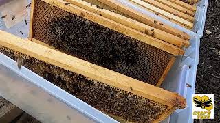 Honey Bee Clean Up - Nothing Goes to Waste
