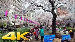 Harimazaka cherry blossoms 2017- Long Take【東京・播磨坂】 4K