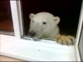 Would you feed a polar bear at your window?