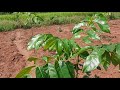Mahogani Plantation | Mahogani cultivation | Mahogani farming in India