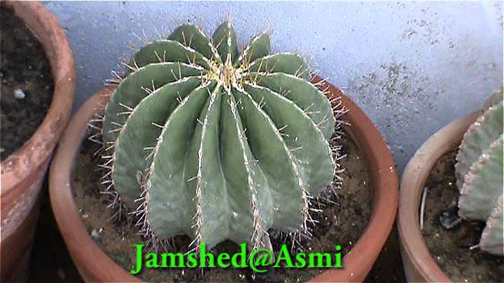 Cactus plants by S M Jamshed Asmi.mpg YouTube
