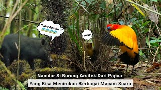 Namdur Burung Arsitek Dari Papua, Yang Bisa Menirukan Suara Anak Kecil