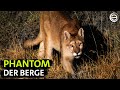 Der Puma Jäger Der Anden Erlebnis Erde