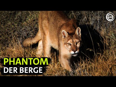 Der Puma ‒ Jäger der Anden | Erlebnis Erde