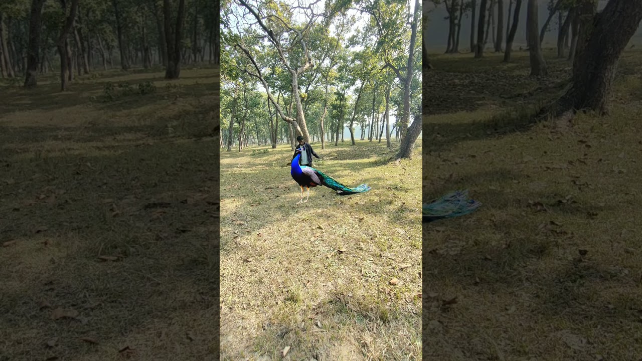 Cute peacock 🦚 of dean Winchester wildlife peacock 