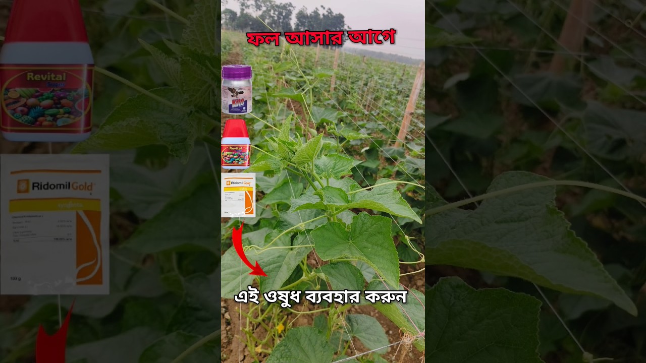 গাছে ফল আসার আগের মুহূর্তে কোন কোন ঔষধ ব্যবহার করলে ফলের সাইজ ও কালার ভালো হবে। sosa chas 