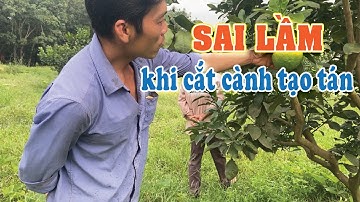 Sai lầm khi cắt cành tạo tán bưởi da xanh. Cách khắc phục khi cắt hết cành nhện trong thân