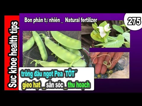 Video: Pea ‘Sugar Bon’ Plants - Trồng đậu Bon đường trong vườn