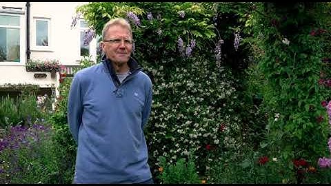 Swift conservation in Bristol