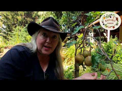 Video: Caring For Shinko asiatiske pærer – Sådan dyrkes Shinko-pærer i landskabet