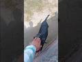 HOME BRREDS.🐓🕊🐕🐐.#shorts #petvlog #birds #aseelmurga #pigeon #goat #animals #trending #viral #cage .