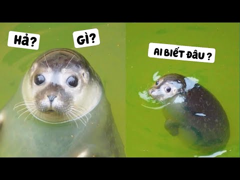 Video LUẬT SƯ TRẦN VÂN PHƯỢNG #8: THÁM TỬ ONLINE PHÁN SAI... - youtube