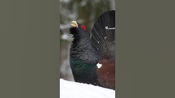 Western capercaillie facts video 🤡🤯 #shorts #ytshorts  #realfools #relatable  @Lallantop.shorts #viral