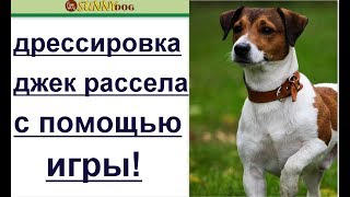дрессировка щенка джек рассела - игра дрессировка щенка джек рассела - игра