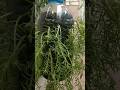 Diy plastic bottle hanging moss rose 🌸🌸/ Creative planter#mossrose#ytshorts#hangingshorts