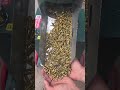 Can One Pellet Mill Handle Corn + Grass + Biomass? Watch This Customer Test (No Cuts)