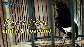 kacer Gacor full isian tembakan  cililin dan lovebird gacor ngotot dan buka ekor pancing emosi lawan