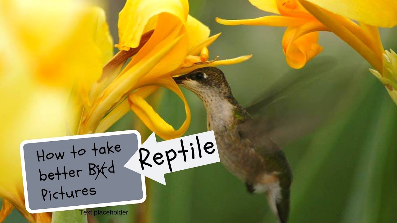 How to Take Better Reptile Pictures