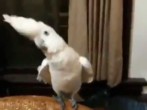 Попугай танцует под Gangnam Style