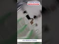Video Image